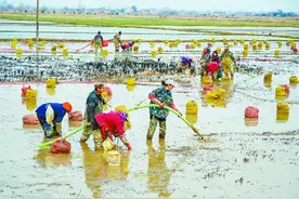 和县：人勤春早采收忙 千亩荸荠好“丰”景图片