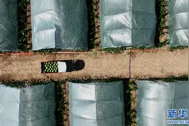 乡村振兴在行动丨安徽太和：西瓜产业铺就“甜蜜”致富路图片