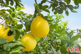 广西侨乡容县3万亩蜜柚丰收 柚香引客来图片