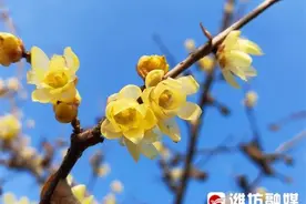 潍坊“繁花”攻略→图片