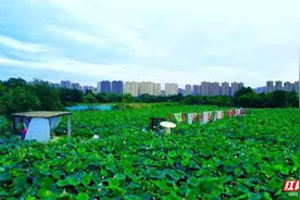 渺渺清风，荷田微漾，在荷花农场“误入藕花深处”图片