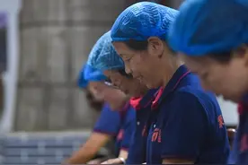 杭州临安：山核桃白露开杆采收图片