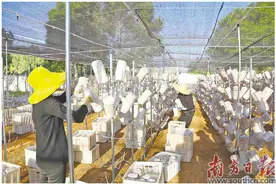 壮大特色产业 优化人居环境图片