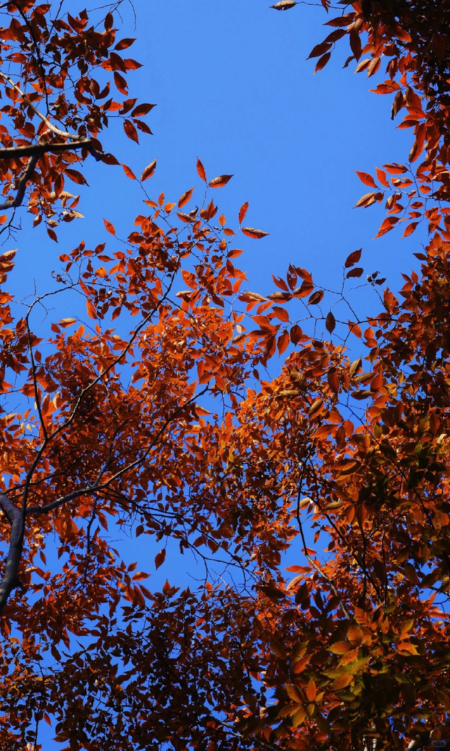 快来这个公园，捕捉五彩斑斓的秋色！