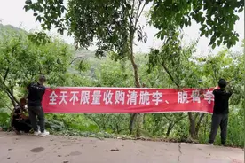 “李子哥”，李农们喊你收李子了！图片