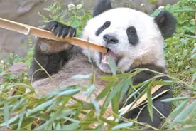 大熊猫是熊还是猫？图片