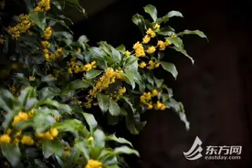 超长夏季推延桂花花期，金秋专属“香氛”已上线！附赏桂点位图片