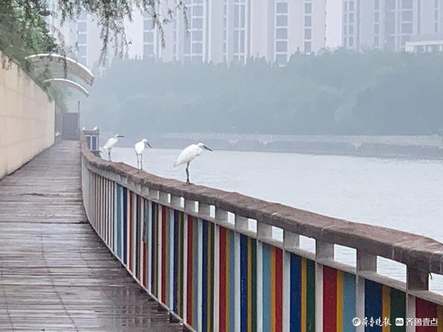 双节拍|雨中宁静的小清河