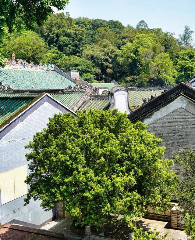 广东首批！罗浮山冲虚古观·古九里香入选协同保护名录