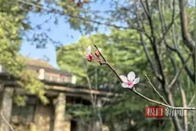 春天开花的红叶李树，深秋竟然也开花了！图片