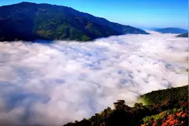 啄食攀枝花花蜜！亚洲最大长尾鹦鹉首次现身云南龙陵图片