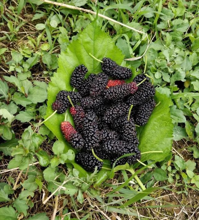 四月来石林赴一场舌尖上的甜蜜狂欢！