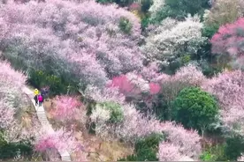 安徽歙县：卖花渔村梅花开 满园花香惹人醉图片