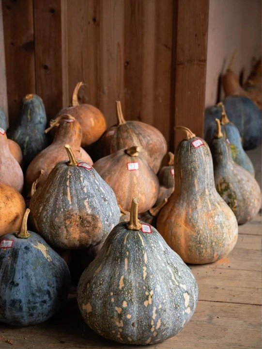 追柿归来！屏南3个古村落亲测好拍好玩好美！建议两天一夜游