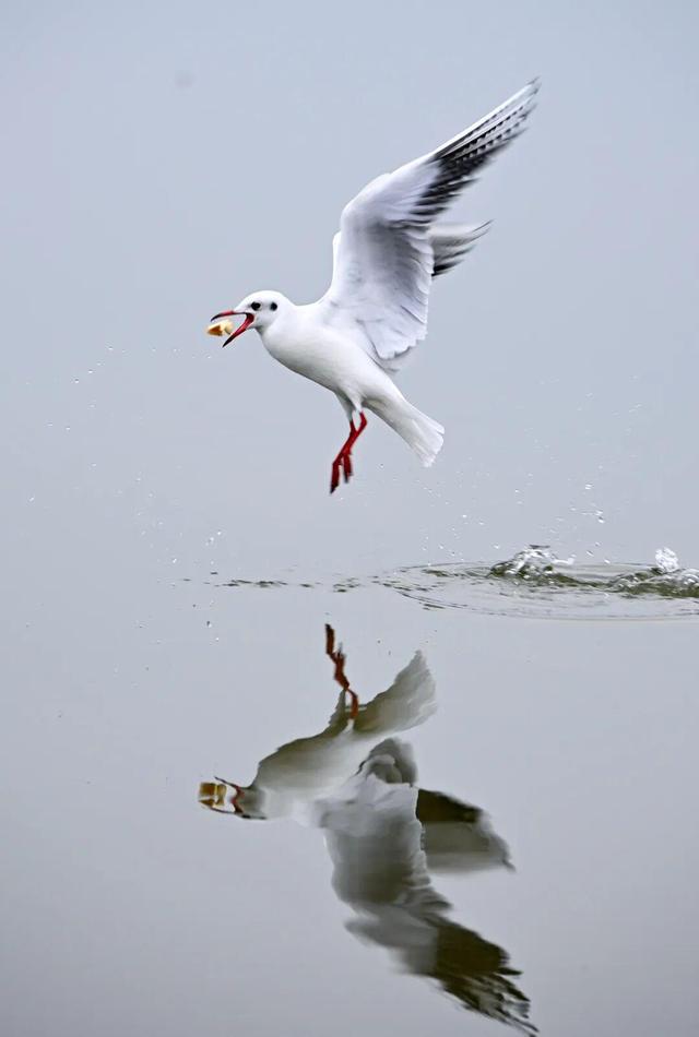 海鸥为何奔赴弥勒？原因找到了...