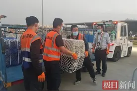 十一假期想带宠物出门远行？有这几种途径可以实现图片