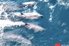 邂逅一群“海上精灵”！三亚海警海上巡逻偶遇大群海豚图片