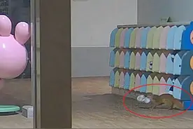 日本幼儿园学童鞋子频繁失窃 警方安装3个摄像头后才拍下案发画面图片