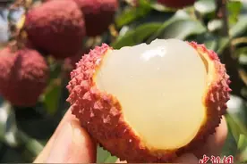 火山岩上长出的荔枝，成了“顶流”图片