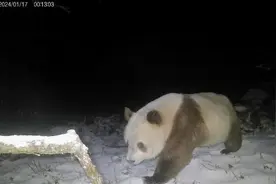 再现棕色熊猫，珍稀变种引发全球关注！我国科学家揭开背后秘密图片