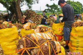 广东台山芋头上市 制成美食谁“芋”争锋图片