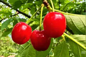 尝鲜正当时！贵州金沙樱桃抢“鲜”上市图片