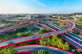 福建福州：三角梅开  “一路生花”庆新春图片