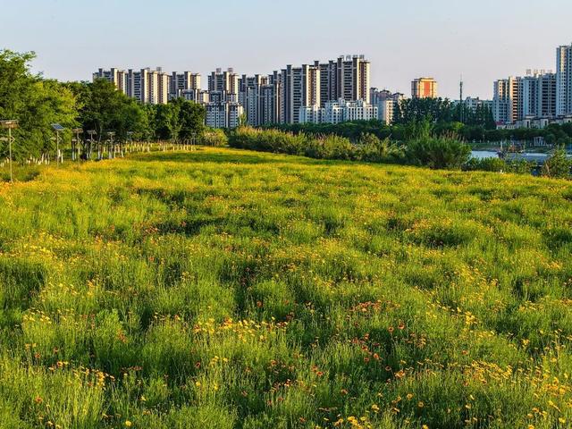惊艳！阜阳颍河边“金色花海”，藏不住了