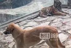 狮虎笼里关了一只黄狗？动物园：它们是好朋友图片