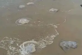 千万别碰！有剧毒！严重可致死！图片