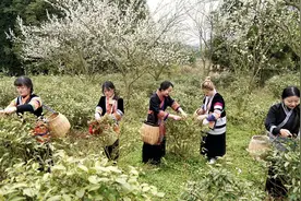 贵州平坝区齐伯镇：春茶开采 野生茶成新宠图片
