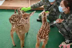 吉林东丰“社牛鹿”养成记：“萌力”撬动鹿业振兴图片