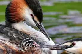 “520”“521”顺利破壳！被哈尔滨这对“网红夫妻”的育儿日记暖到了……图片