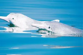 保护海洋 保护我们的家园图片