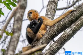海南周刊 | 环热带雨林国家公园旅游公路通车：路遇宝藏雨林图片