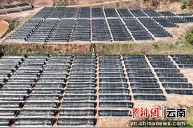 云南墨江：人勤春来早 烤烟育苗忙图片