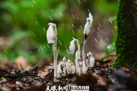 一年仅露出地面40余天！毕节百里杜鹃发现珍稀植物水晶兰图片
