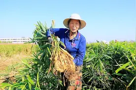 河南叶县：生姜正采收 “姜”来“钱”景足图片