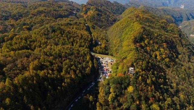 旺苍米仓山红叶迎来了最佳观赏期