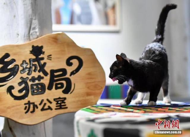 四川甘孜：猫咪当上荣誉文旅局长