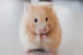 普通人电商创业实战复盘，宠物品类从0到月销150单全流程操作详解图片