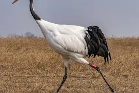 走进江苏盐城：探访黄海明珠的不同靓丽色彩图片