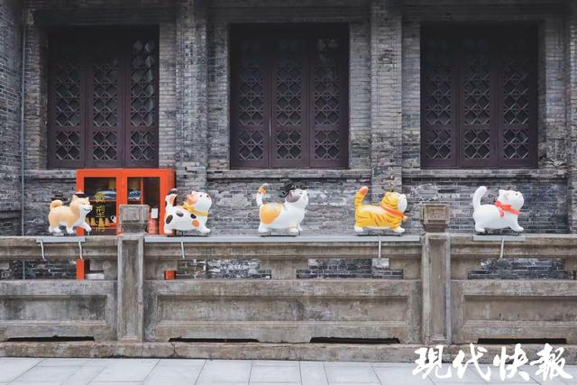 读城｜大“喵”弄！常州千年城隍巷成了“喵星人乐园”