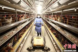 山东特色产业挑致富“大梁” 激发乡村发展新活力图片