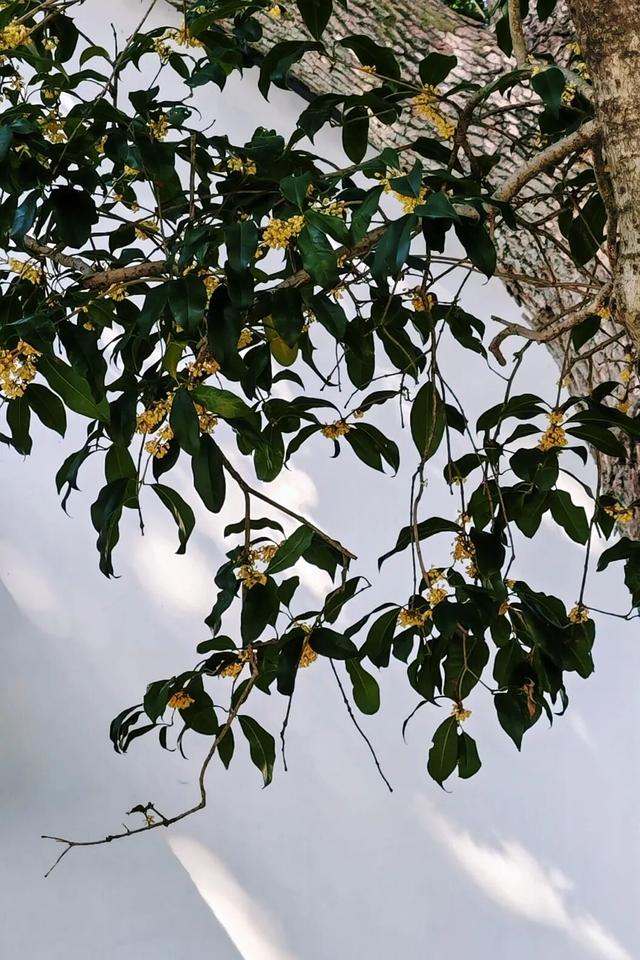 盼了好久的桂花，终于开了！