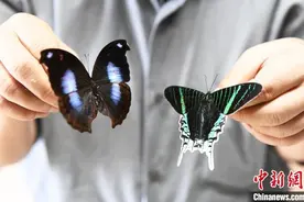 重庆“标本爷爷”6000余件作品 让动植物“重获新生”图片