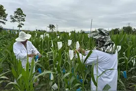 在海南和玉米一起“过年”，北京农学院师生春节值守南繁基地育种图片