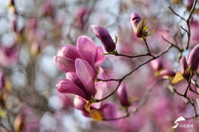 组图丨泰山春日寻芳 漫山花开正艳