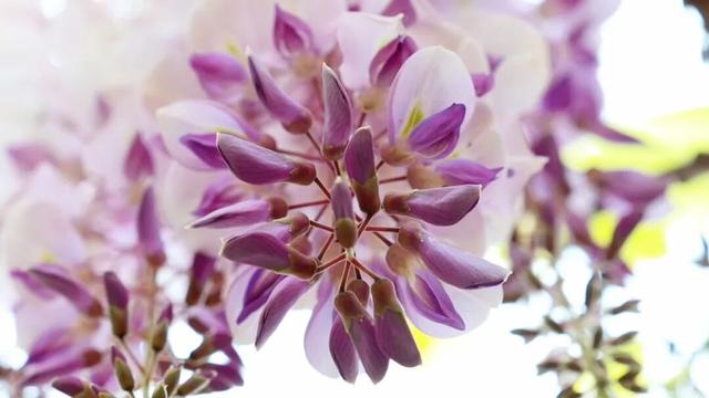 德化这片紫色花海惊艳上线，速来打卡