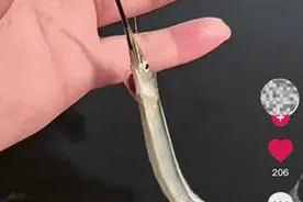 一夜暴富？杭州男子钓到神秘生物，网友炸锅！图片